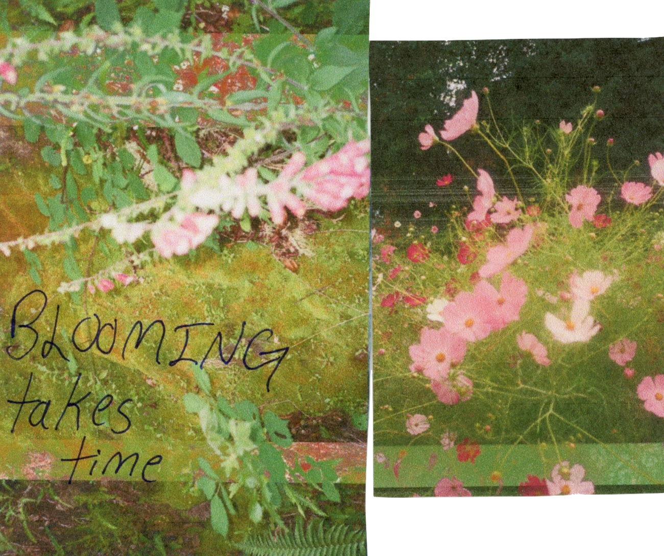 blooming